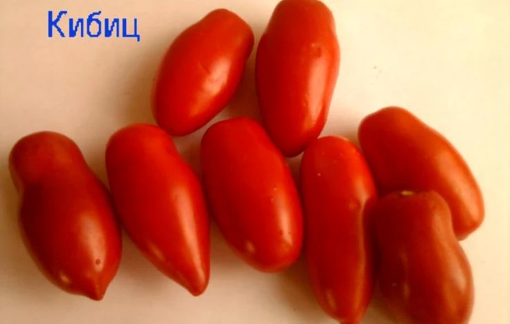 Томат Кибиц Фото – Telegraph