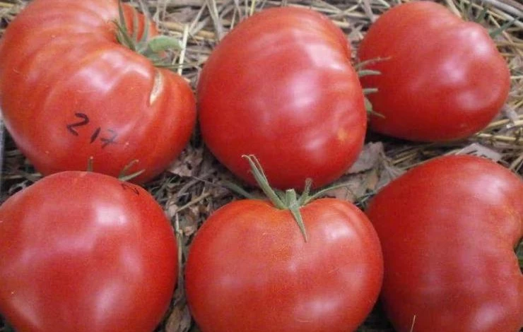 Томат Минусинские Шары Описание Сорта Фото Отзывы – Telegraph