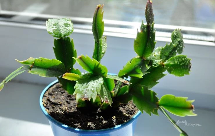 Болезни Декабриста Фото — Фото Картинки