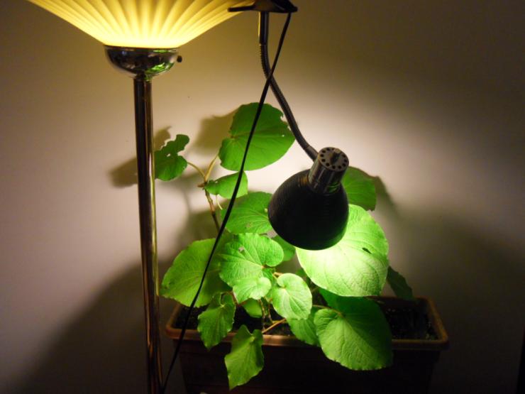 Подсветка растения лампой накаливания