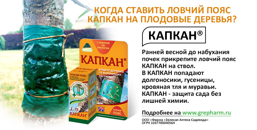 Растения томатов не растут после пикировки