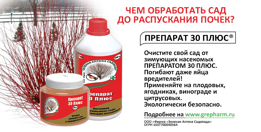 Где посадить гвоздику