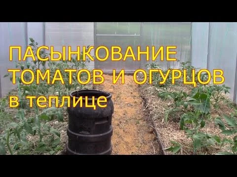 пасынкование томатов и огурцов в теплице