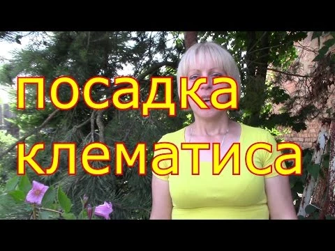 посадка клематиса