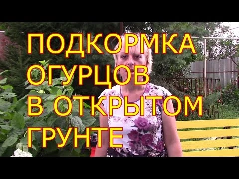 подкормка огурцов в открытом грунте