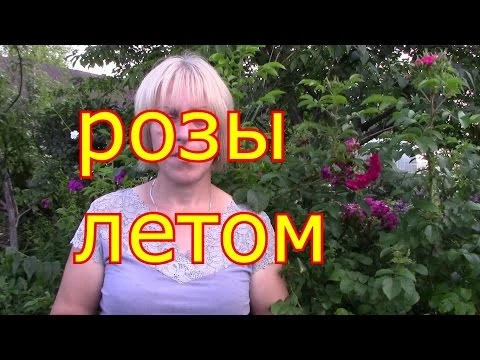 розы летом