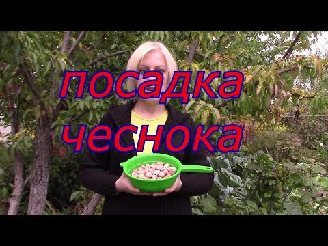 посадка чеснока