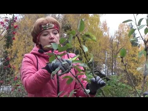 ВО САДУ И В ОГОРОДЕ от 12 10 2016