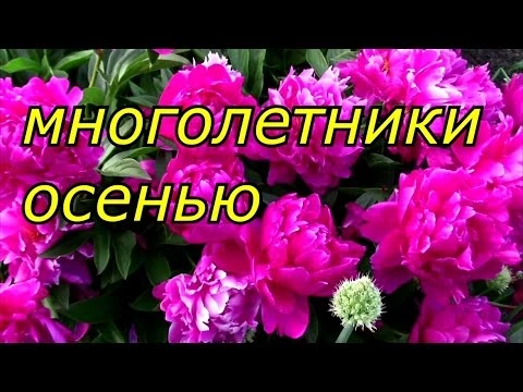 многолетники осенью