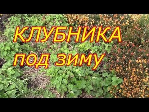 КЛУБНИКА под зиму