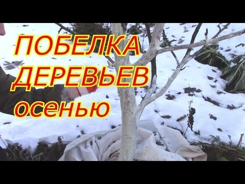 ПОБЕЛКА ДЕРЕВЬЕВ