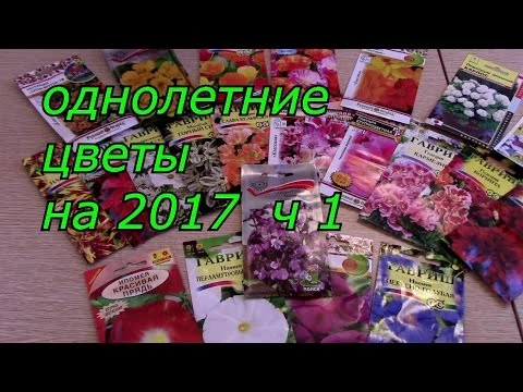 однолетние цветы  2017