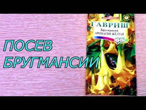 посев бругмансии