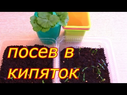 посев в кипяток