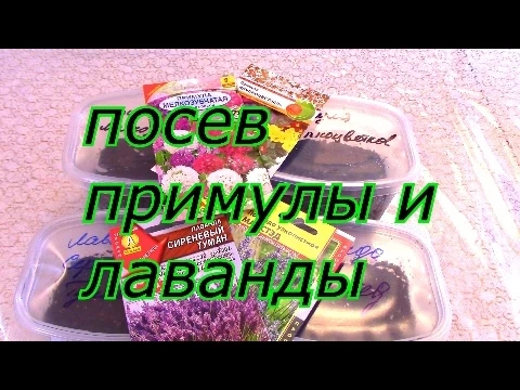 посев примулы и лаванды