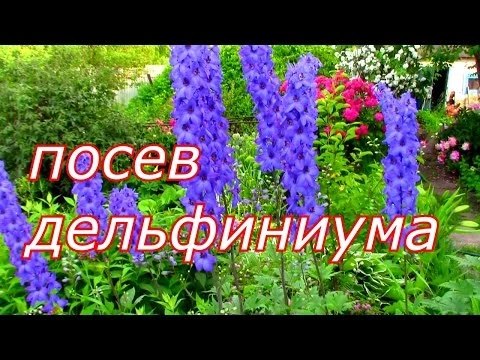 посев дельфиниума