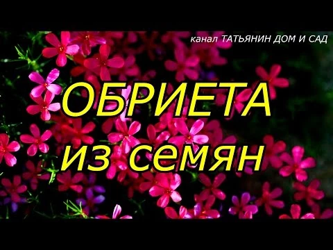 ОБРИЕТА из семян