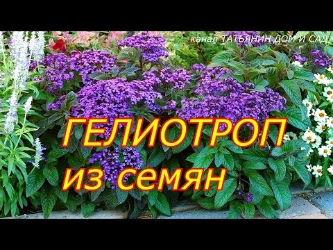 ГЕЛИОТРОП  из семян