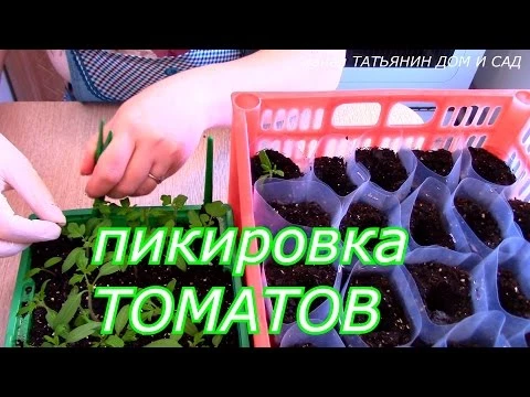 пикировка ТОМАТОВ