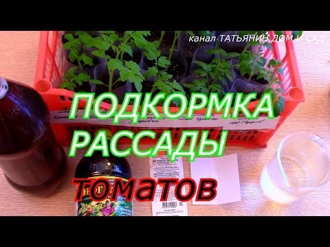 ПОДКОРМКА РАССАДЫ томатов