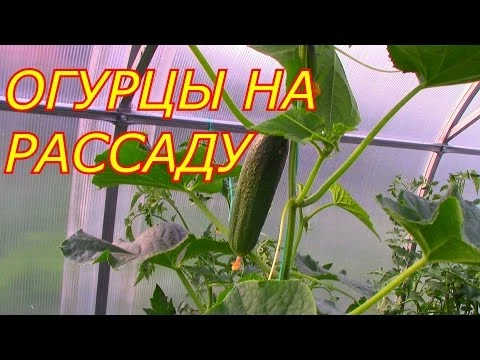 ОГУРЦЫ НА РАССАДУ