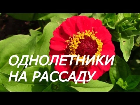 ОДНОЛЕТНИКИ НА РАССАДУ