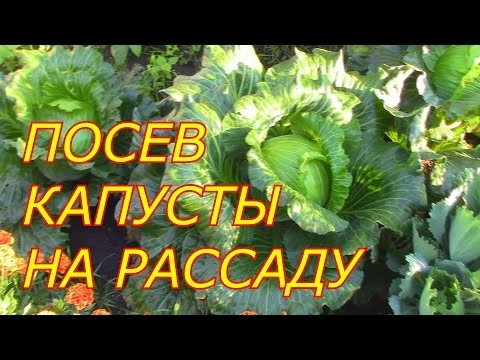 ПОСЕВ КАПУСТЫ НА РАССАДУ