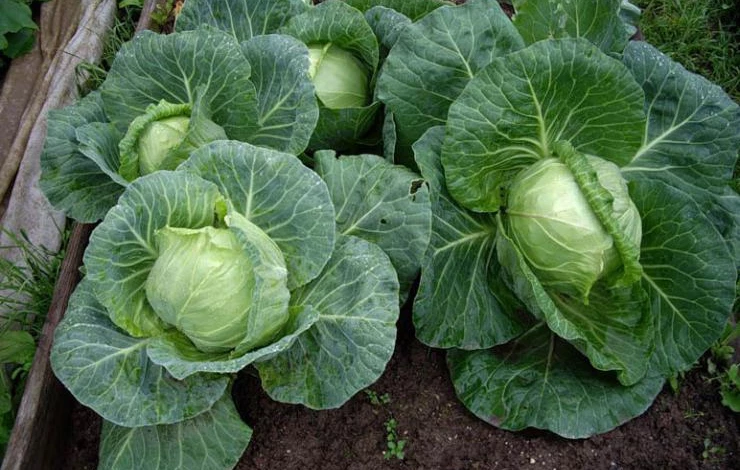 Cabbage-Pourovo-Polopozdni1.jpg