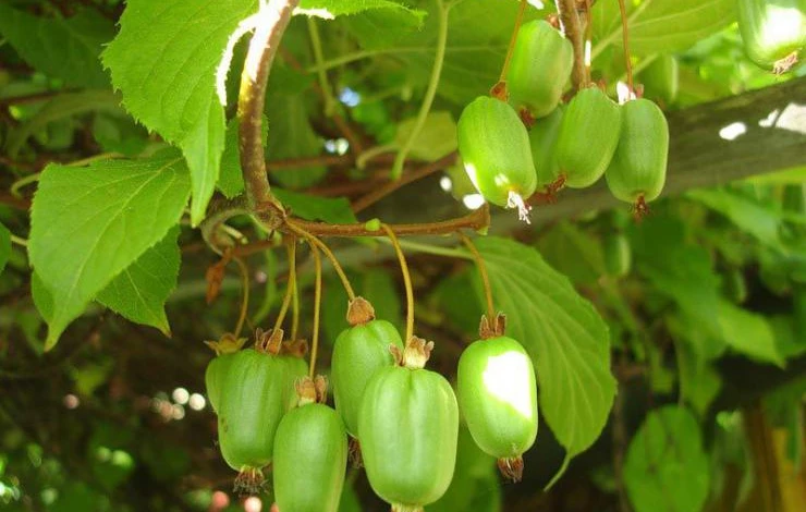 actinidia (1).jpg