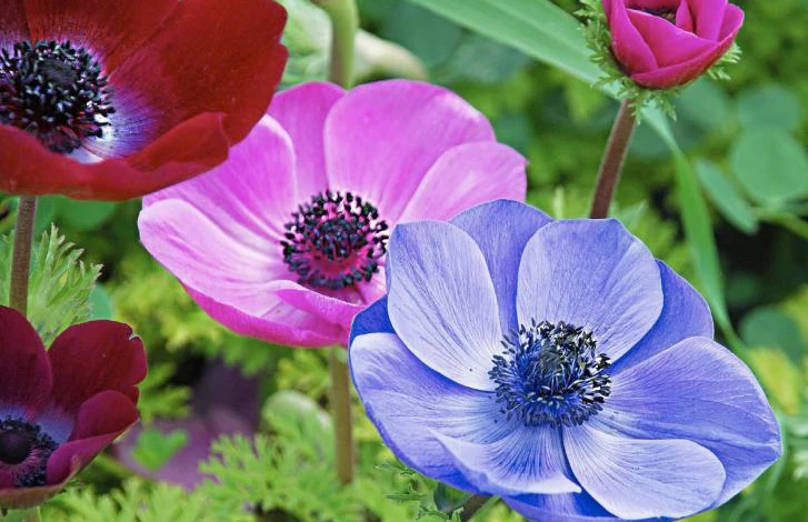 Anemone (1).jpg