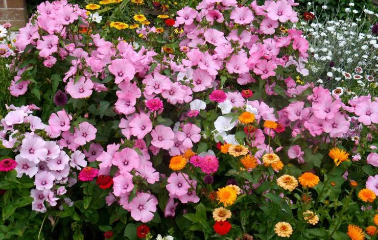 garden-lavatera.jpg