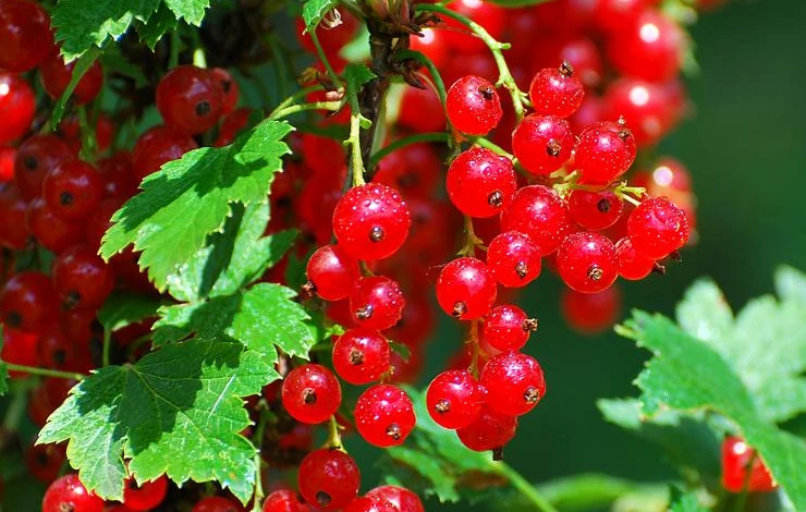 currants_04.jpg