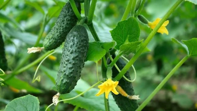 grow-cucumbers.jpg.653x0_q80_crop-smart.jpg