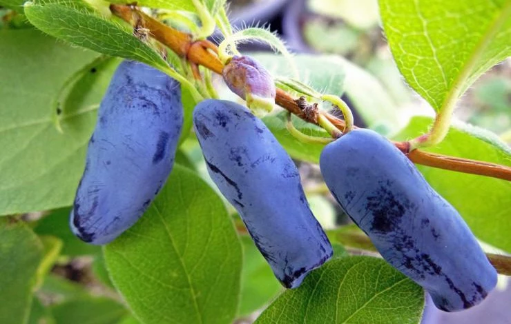 blue-honeysuckle-berries.jpg