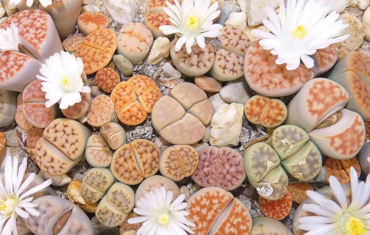 Lithops.jpg