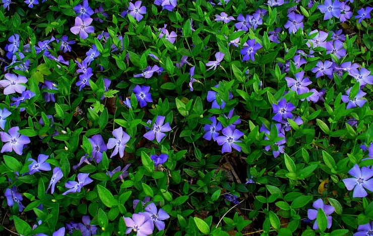 Vinca_minor_001.JPG