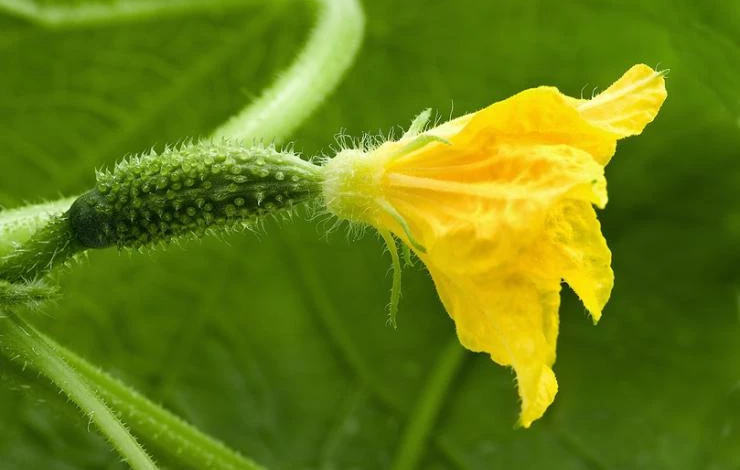 Cucumber-flower1.jpg