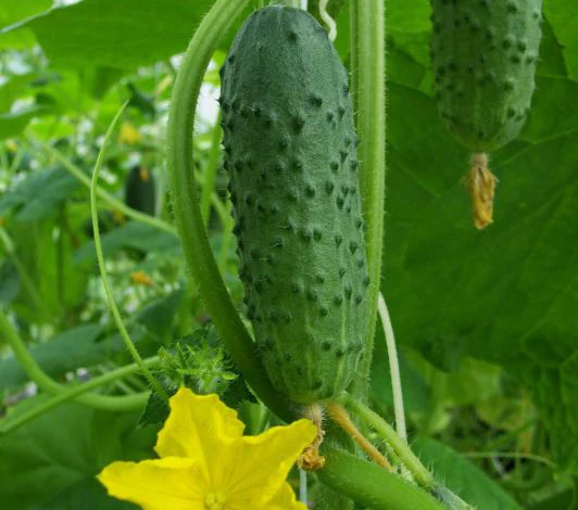 growing-cucumbers.jpg