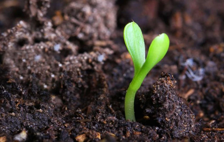 plant-soil-gardening-sprout.jpg