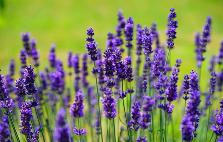 lavender-1117275_960_720.jpg