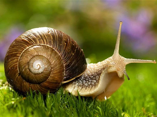 snail5.jpg