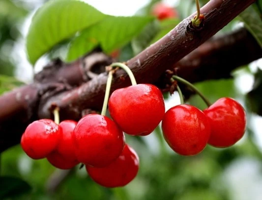 10pieces-lot-Fruit-seeds-bonsai-plantas-Cherry-tree-seeds-fresh-fruit-Home-Garden-.jpg_640x640_1.jpg