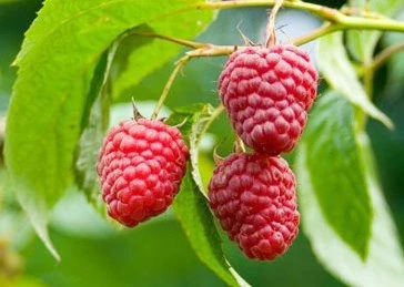 Raspberries-on-Vine_1.jpg