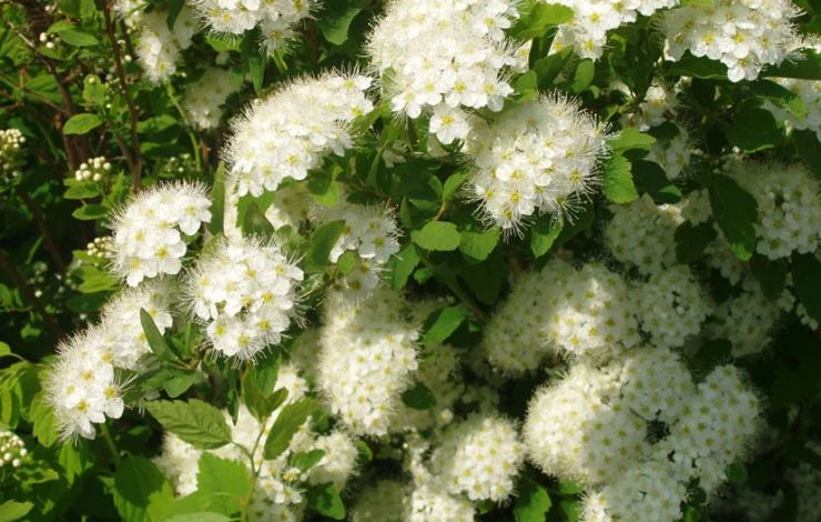 44. Spiraea chamaedryfolia Idдnvirpiangervo.JPG