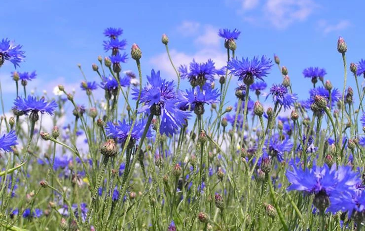 cornflower_knapweed_germany_state_flower_099.jpg