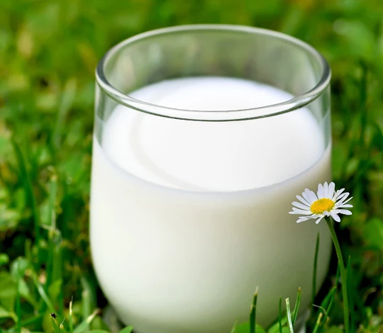 milk-in-a-daisy-field2.jpg