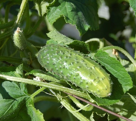 have-a-go-at-growing-greenhouse-cucumbers_2_n_1.jpg