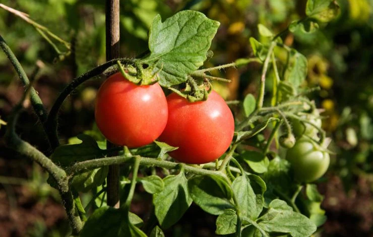 iStock-sun-on-tomatoes.jpg