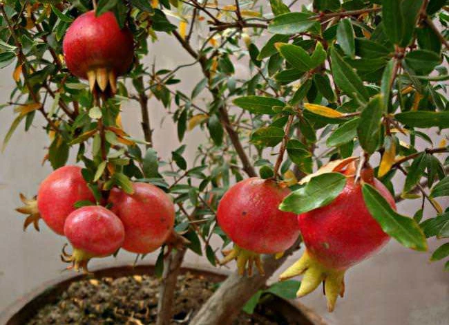 growing-pomegranates-in-containers_mini.jpg