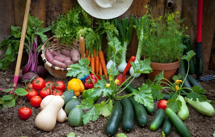 Basics-for-Planting-a-Vegetable-Garden.jpg